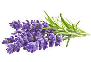 Lavender-Essential-Oil
