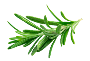 Rosemary-Essential-Oil