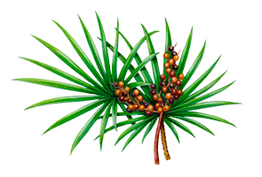 Saw-Palmetto